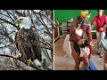 An eagle spent a whole month in front of a HOSPITAL. Everyone was SHOCKED to learn the REASON.