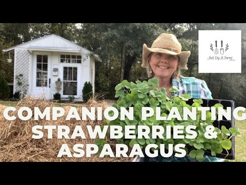 Companion Planting Strawberries & Asparagus - YouTube