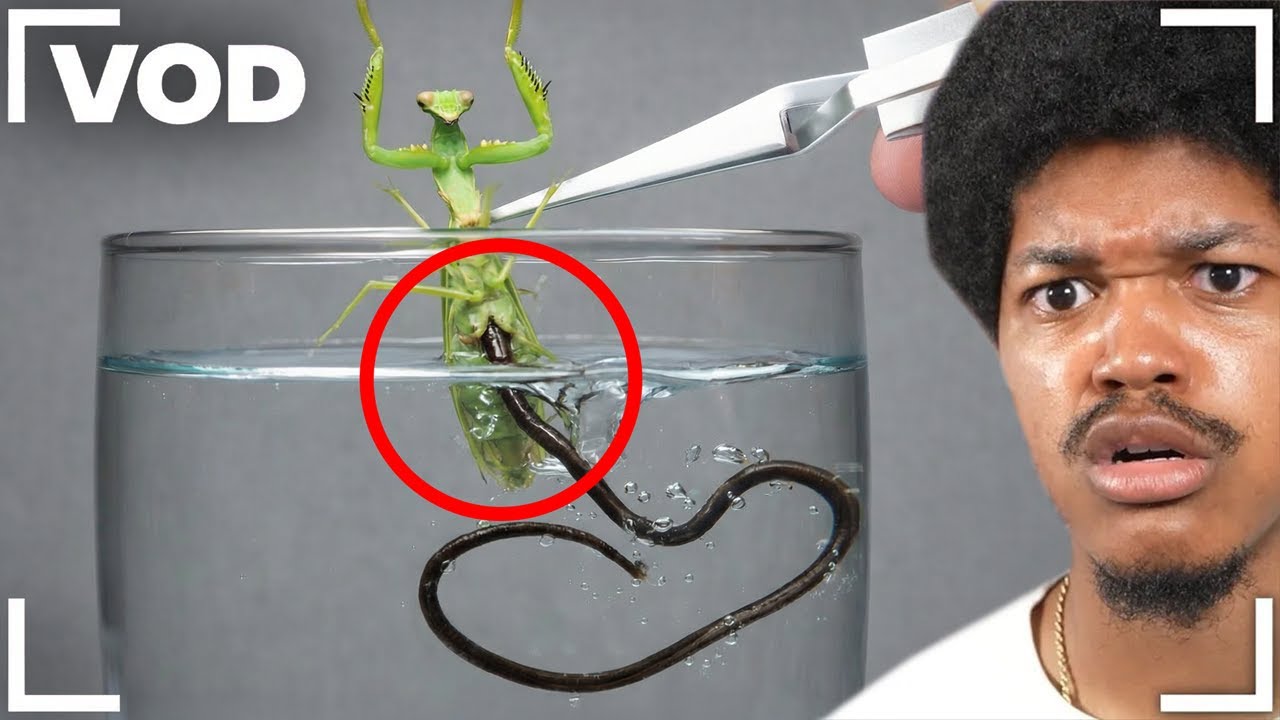 Scrolling To The Bottom Of YouTube Shorts, MrBeast & More | VOD