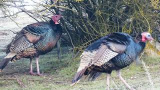 Wild Turkeys (Meleagris gallopavo intermedia) wary of the stranger on the side of Highway 146