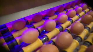 Moba Who We Are - World Leading Manufacturers of Egg Grading, Egg Packing & Egg Processing equipment