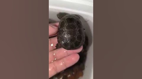 Rùa cổ rắn size nhỏ mai đen #rùa #ruacanh #turtle #ruanuoc #reptile #ruacoran #babyturtles #pet