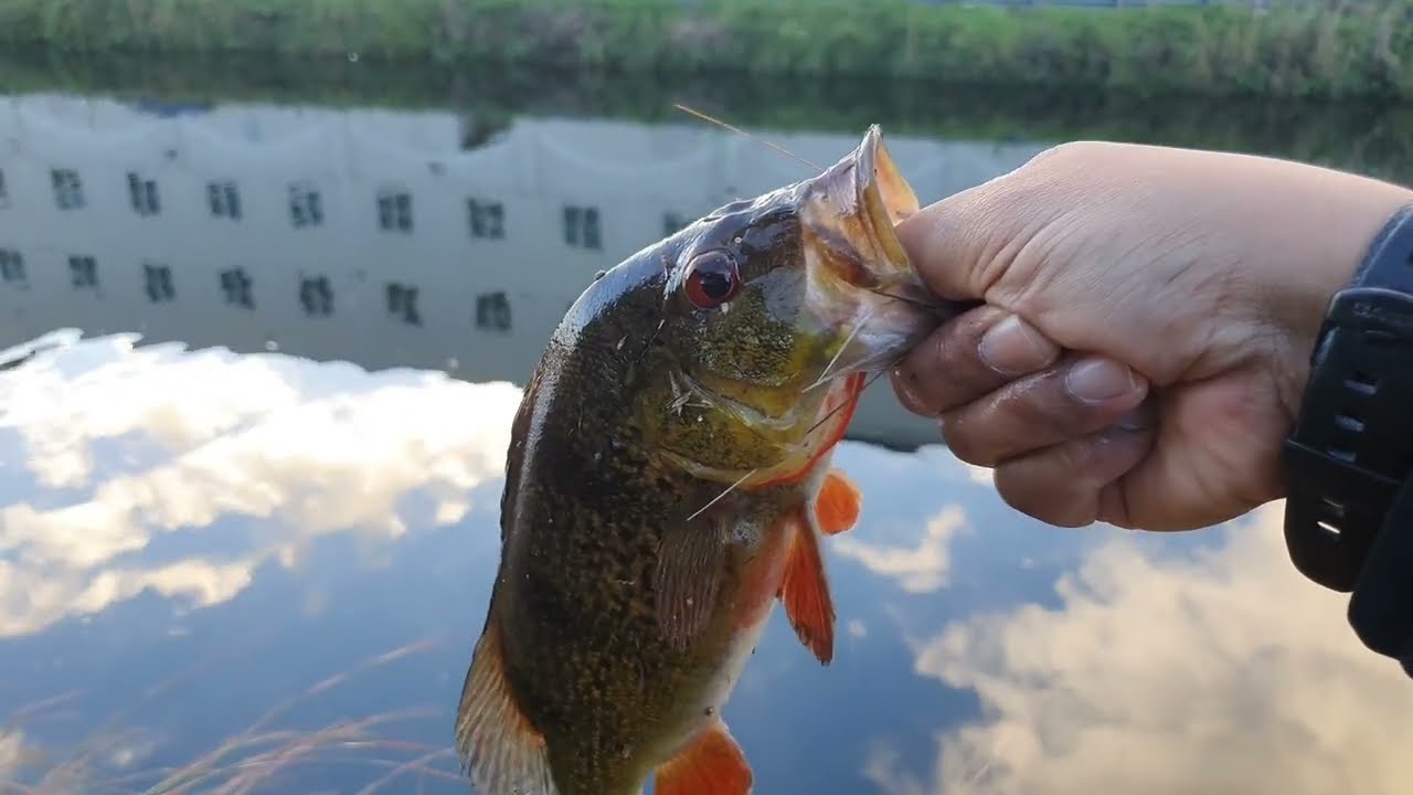 FISHING FOR PEACOCK BASS IN CANALS -  Blue Lagoon - Miami, Florida