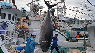 990-Pound Giant Bluefin Tuna Sliced with World's Sharpest Knife!