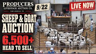 Producers Livestock Auction | 6,500+ Head Major Tuesday Sheep & Goat Sale — 9/22/26