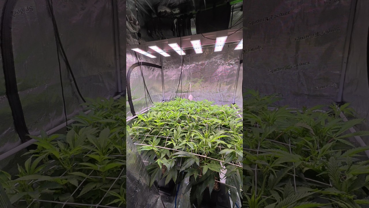 Tag 6 nach der Umstellung - Apples & Bananas - Glitterbomb - Compound Genetics