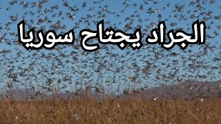 الجراد في سوريا _ دمشق ، الجراد يقضي على المحاصيل الزراعية في سوريا، Locusts in Syria