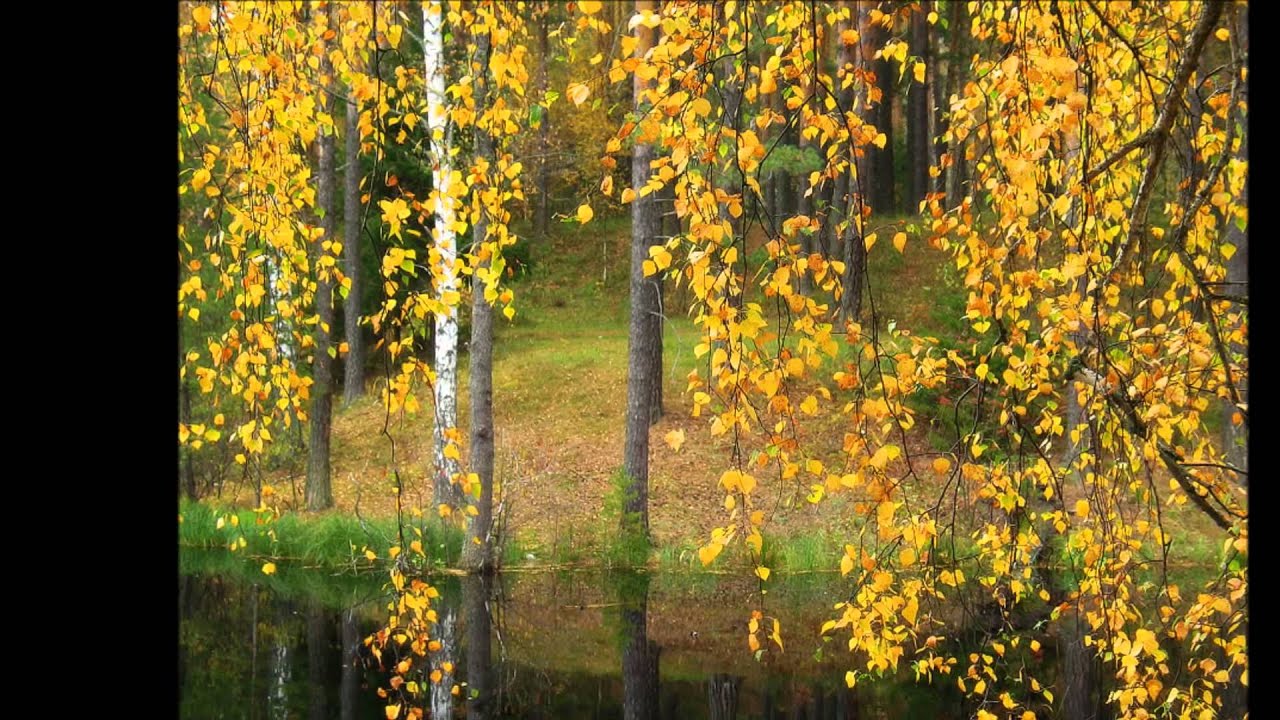 Скинуть листву. Осенний мотив. Осень дождь березы. Осень березы ветер листопад. Осень лес остыл и листья сбросил.