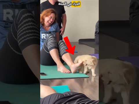 تحدي يوغا مع الجراء 