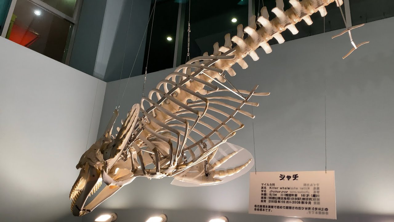 2020/08/26 進化の海@名古屋港水族館 - YouTube