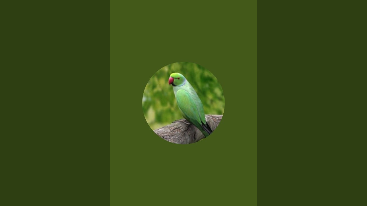 Mithu7 is live दोस्तों आज मैं लाइव आ रहा हूं आप लोग ज्यादा से ज्यादा लोग जुड़िए 🐦🥰🙏
