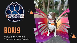 9 Mo American Pitbull Terrier Boris Wild Puppy Awesome Transformation