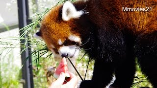 レッサーパンダ　スイカの反応~Red Pandas did not eat the watermelon