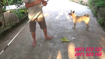 cách sử dụng kéo cắt cành Hiệu quả .