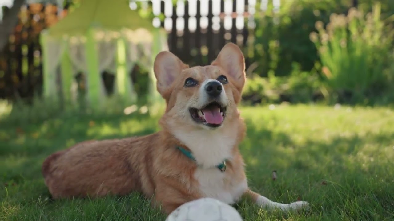 강아지 잠드는 소리│강아지의 조용한 밤