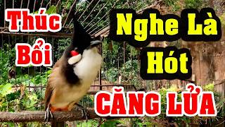 Cho Mo Ht Kch Bi Ln La Luyn Cho Mo Ht u Cng La Cho Mo Kch Trng Htcho Mo u