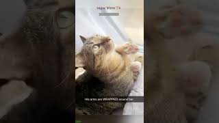 Funny Pets Funny Cats Meme