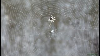 Web Designing by a Spider Professional Web Design By Spiders