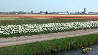 Keukenhof 2014 Holland