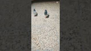 #kabootar #music #foryou #pigeon  public youtubbestvido