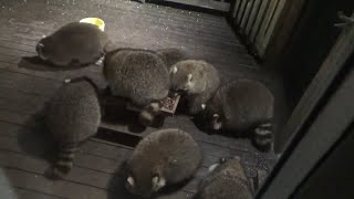 Picnic table full of raccoons