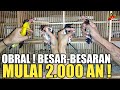MULAI 2.000 AN ! PROMO BESAR-BESARAN DI ABADI BIRD CAKUNG -JAKARTA TIMUR