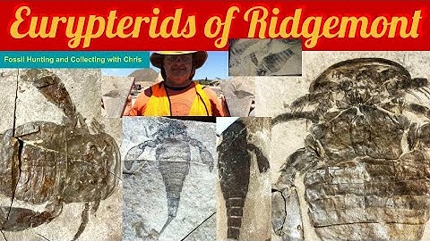 Eurypterids of Ridgemont. Fossil Hunting and Fossil Collecting with Chris Trilobite Eurypterid site