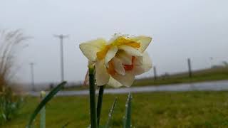 Narcissus 'Flower Drift'