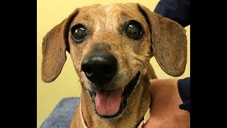 IVDD in Dogs: Stacey, a 15 year old Dachshund, Recovers from Paralysis