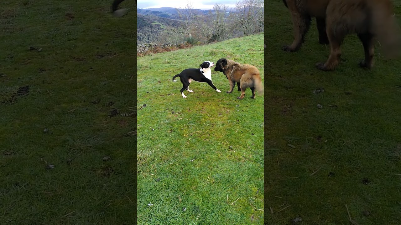 Cão da Serra da Estrela vs Pitbull