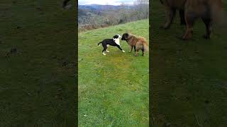 Cão da Serra da Estrela vs Pitbull