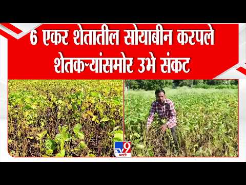 Buldhna Farmer | 6 एकर शेतातील सोयाबीन करपले, शेतकऱ्यांसमोर उभे संकट