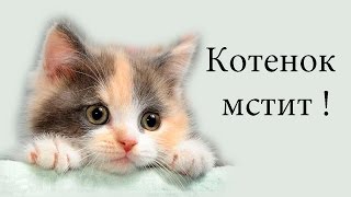 Котенок мстит ! Котенок мстит !