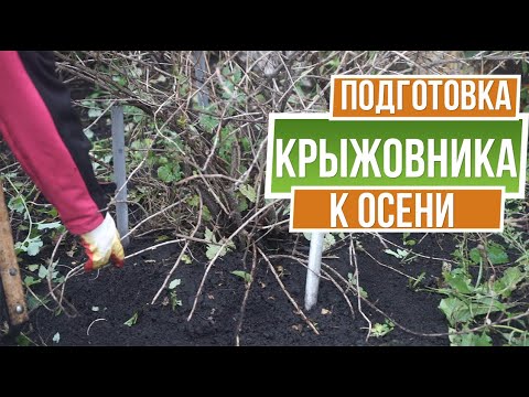 Обрезка крыжовника осенью для начинающих пошагово ☘ Подкормка крыжовника осенью