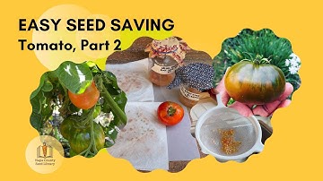 Easy Seed Saving: Tomato, Part 2 🍅🍅🍅