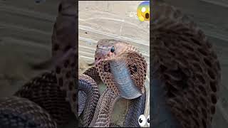 rescue aggressive cobra snake #snake #viral #trending #youtubeshorts #shortsvideo #cobra