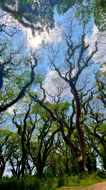 📍”Lokasi yang estetis dan wajib masuk daftar kunjungan Anda!” #dedjawatan