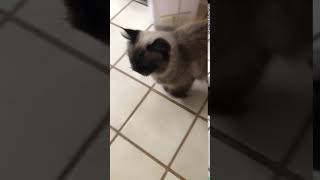 Meet The Lorax a Siamese currently available for adoption! 12/7/2020 2:01:06 PM
