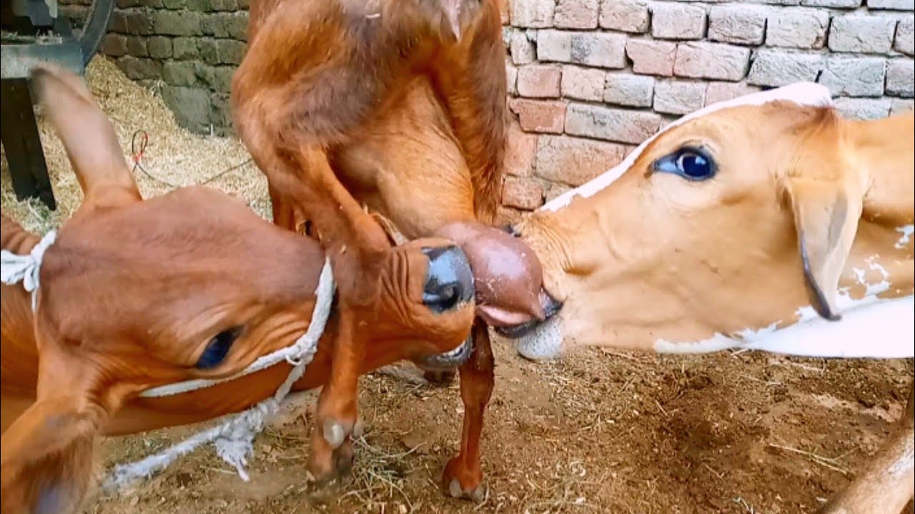 Two calves drink goat milk daily routine vlog 🤪