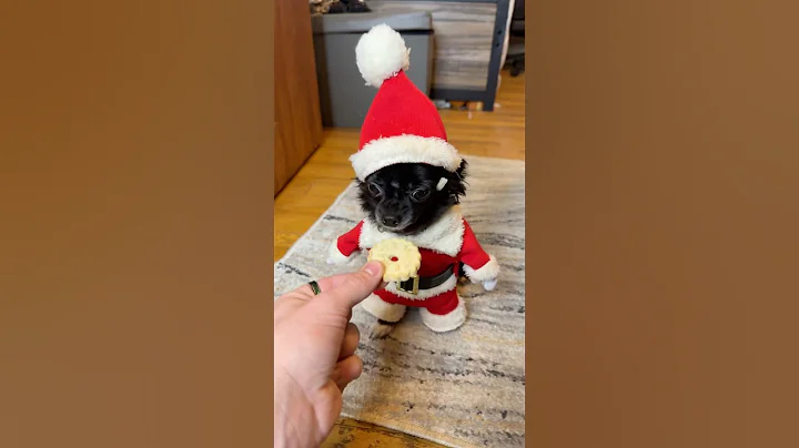 SANTA FLYING PUDDIN 🎅🏼😱