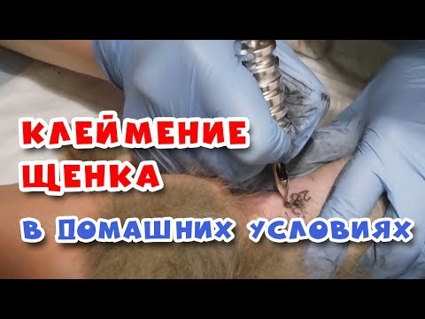 🐾 КЛЕЙМО щенка. Как это делается