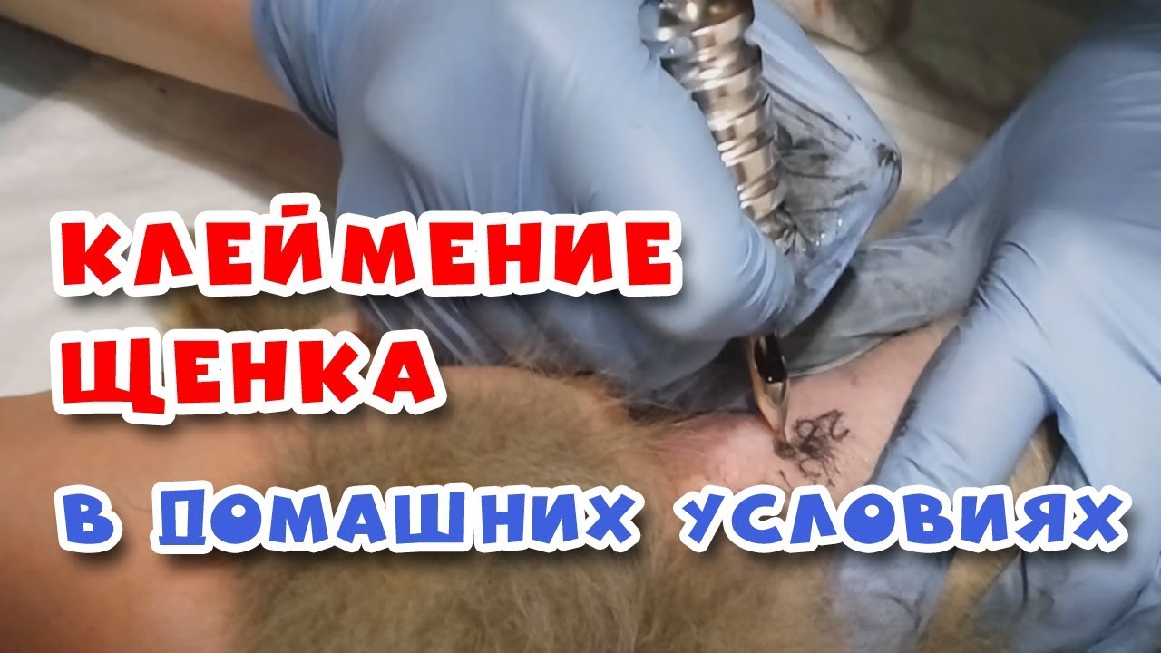🐾 КЛЕЙМО щенка. Как это делается