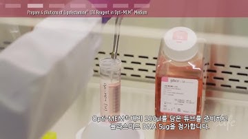 Plasmid DNA Transfection Protocol - 한국어