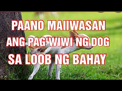 Video: Paano Gawin Ang Bata Ng Iyong Aso Na Parang Bahay