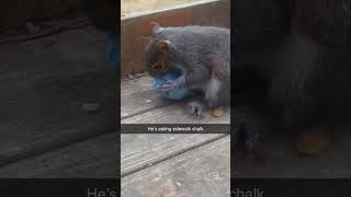 Squirrel eating chalk #funnypetsvideos