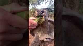 Funny Animal shorts of the year 2024, funniest animals ever  relax with cute animals video