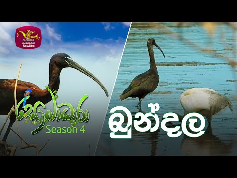 Sobadhara Sri Lanka Wildlife Documentary 2020 06 19 Bundala බ න දල