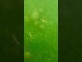 Natural Marimo moss balls in Lake Akan