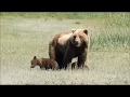 Mother Bear and two cubs Homer Bear Flight Alaska June 2019