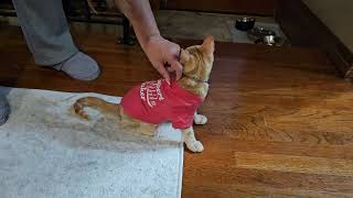 Kitten in a Tee Shirt